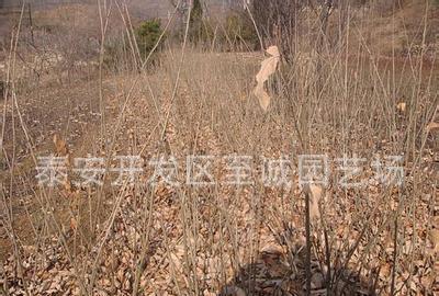 新品种 特早熟 单果重的优良桂花香板栗苗常年 薄皮核桃树苗